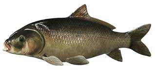 Image result for Ictiobus cyprinellus