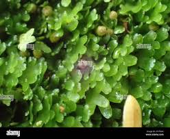 Attēlu rezultāti vaicājumam “Riccardia latifrons”