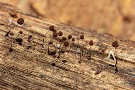 Attēlu rezultāti vaicājumam “Comatricha nigra young”