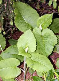 Attēlu rezultāti vaicājumam “Telekia speciosa leaf”