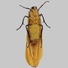 Attēlu rezultāti vaicājumam “Lithosia quadra female”