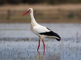 Attēlu rezultāti vaicājumam “Ciconia ciconia”