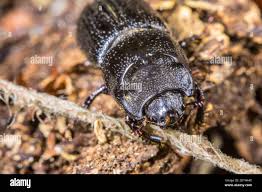 Attēlu rezultāti vaicājumam “Sinodendron cylindricum female”