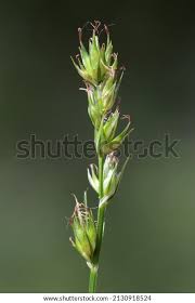 Attēlu rezultāti vaicājumam “Carex spicata”