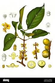 Attēlu rezultāti vaicājumam “Clusiaceae”