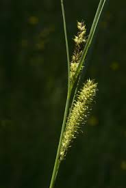Attēlu rezultāti vaicājumam “Carex rostrata”