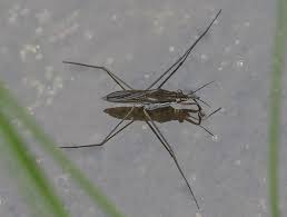 Attēlu rezultāti vaicājumam “Limnoporus rufoscutellatus”