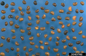 Image result for Onobrychis viciifolia