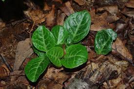 Attēlu rezultāti vaicājumam “Pyrola rotundifolia leaf”