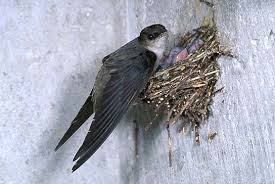 Image result for Chaetura pelagica