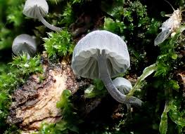 Attēlu rezultāti vaicājumam “Mycena pseudocorticola”
