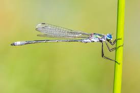 Attēlu rezultāti vaicājumam “Odonata”