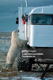 Image result for tundra buggy