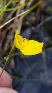 Attēlu rezultāti vaicājumam “Utricularia intermedia flower”