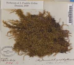 Attēlu rezultāti vaicājumam “Campylium chrysophyllum”