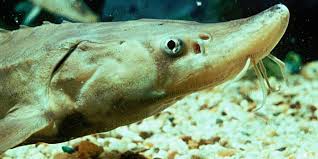 Image result for Huso brevirostrum