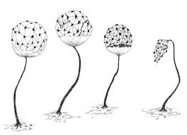 Attēlu rezultāti vaicājumam “Cribraria vulgaris stalked”