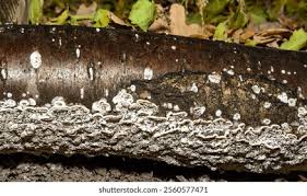 Attēlu rezultāti vaicājumam “Postia rennyi”