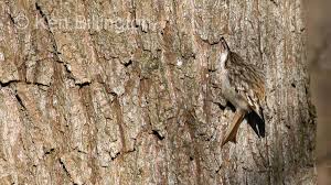 Attēlu rezultāti vaicājumam “Certhia familiaris”