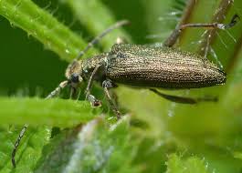 Attēlu rezultāti vaicājumam “Donacia dentata”