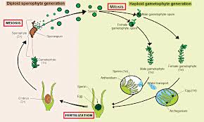 Attēlu rezultāti vaicājumam “Bryoerythrophyllum recurvirostrum sporophyte”