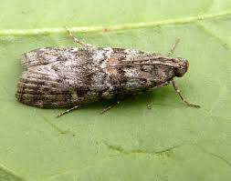 Attēlu rezultāti vaicājumam “Dioryctria abietella”