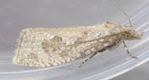 Attēlu rezultāti vaicājumam “Epiblema grandaevana”