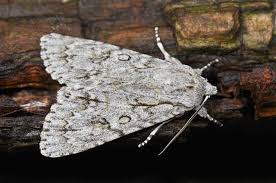 Attēlu rezultāti vaicājumam “Acronicta aceris”