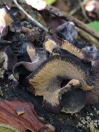 Attēlu rezultāti vaicājumam “Ionomidotis irregularis”