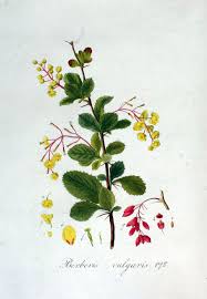 Attēlu rezultāti vaicājumam “Berberidaceae”