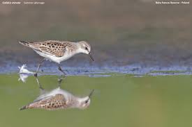Attēlu rezultāti vaicājumam “Calidris minuta”