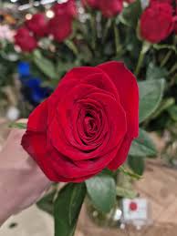 Image result for FOTO ROSA