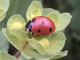 Attēlu rezultāti vaicājumam “Coccinella septempunctata imago”