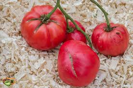 Afbeeldingsresultaat voor butter and bull heart tomato