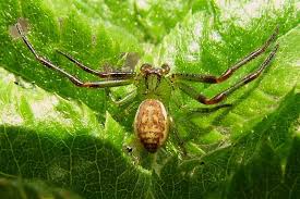 Attēlu rezultāti vaicājumam “Diaea dorsata”