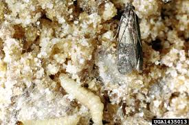 Attēlu rezultāti vaicājumam “Plodia interpunctella”