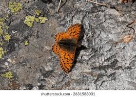 Attēlu rezultāti vaicājumam “Boloria aquilonaris upperside”
