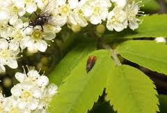 Attēlu rezultāti vaicājumam “Pammene rhediella”