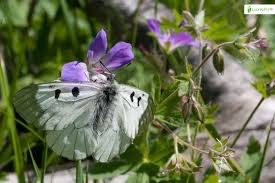 Attēlu rezultāti vaicājumam “Parnassius mnemosyne underside”