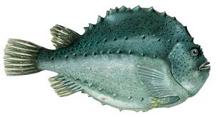 Image result for Cyclopterus lumpus