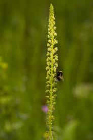 Image result for Reseda luteola