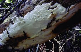 Attēlu rezultāti vaicājumam “Ceriporia”