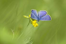 Attēlu rezultāti vaicājumam “Cyaniris semiargus underside”