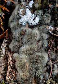 Attēlu rezultāti vaicājumam “Ceratiomyxa fruticulosa macro”