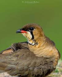 Image result for Glareola maldivarum