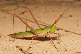 Attēlu rezultāti vaicājumam “Acrididae”