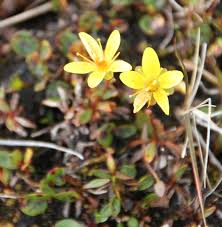 Attēlu rezultāti vaicājumam “Saxifraga hirculus”