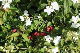 Image result for Ildblomkarse