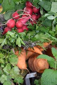 Image result for Radieschen