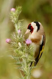 Attēlu rezultāti vaicājumam “Carduelis carduelis”